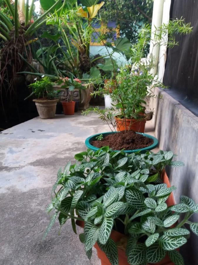 Mazz Homestay Negombo Exteriör bild